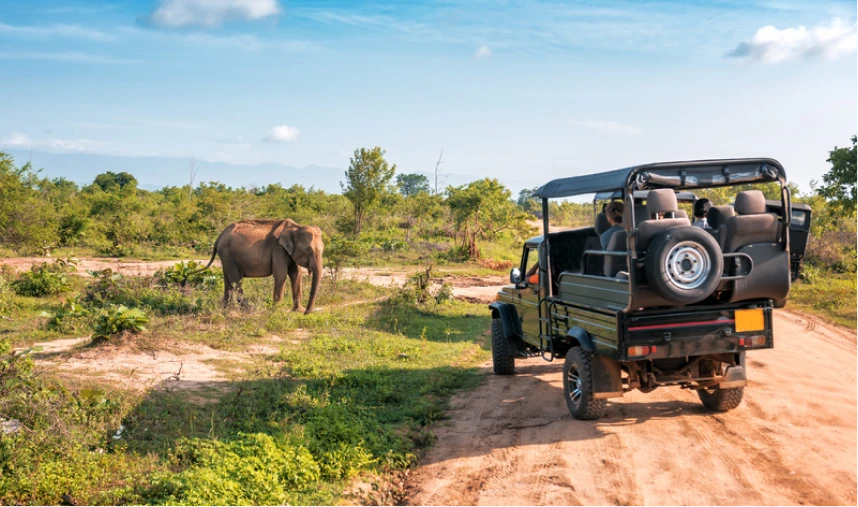Safari