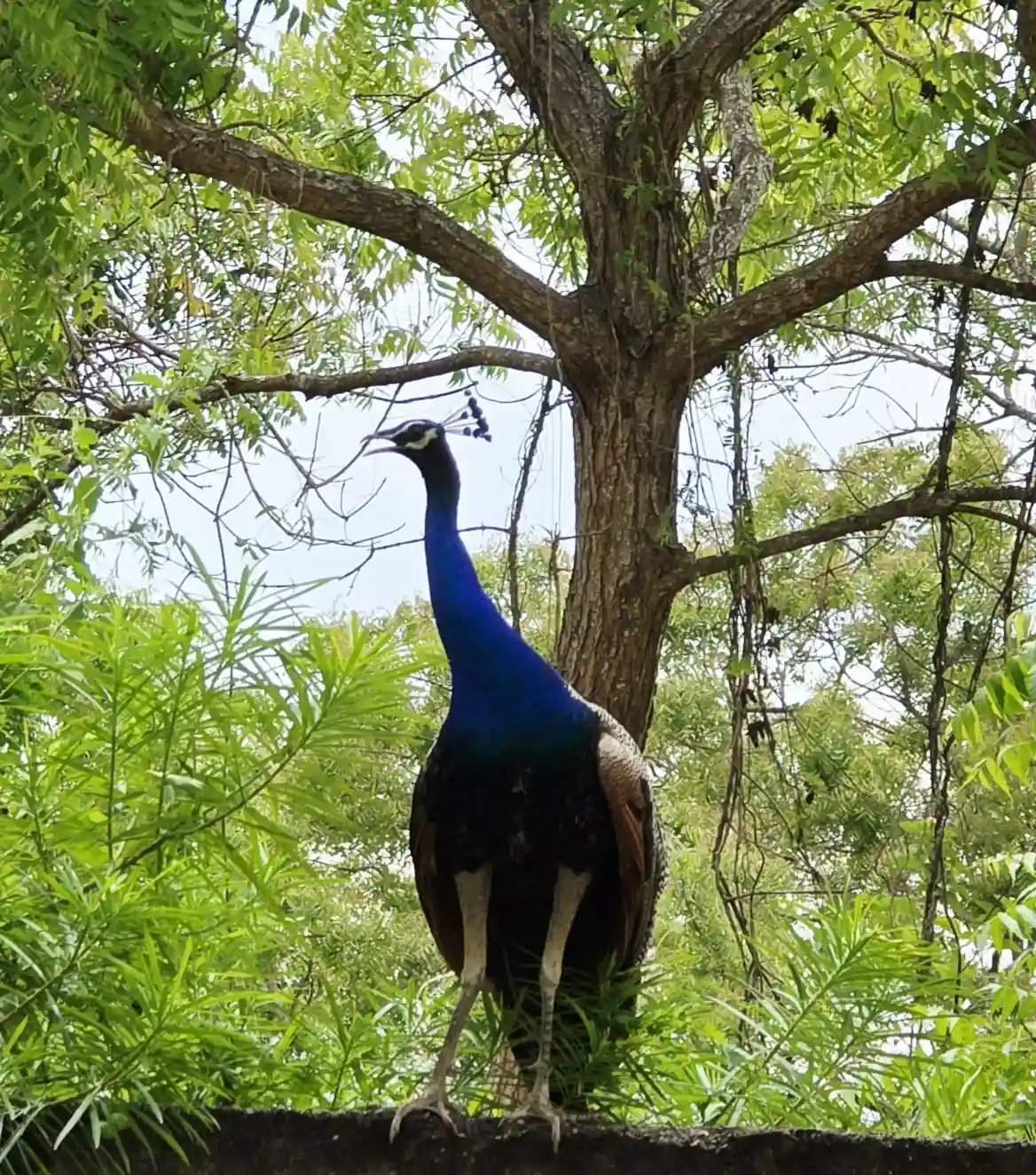 Wildlife